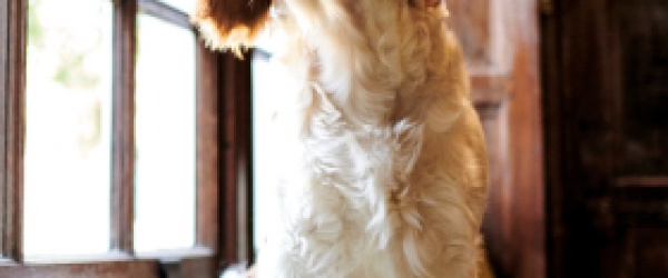 Dog-Friendly Hotel Stays - Bring Your Pet Along