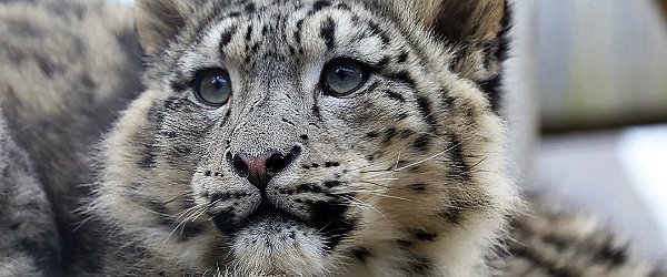 Aviemore Family Break With Highland Wildlife Park Tickets